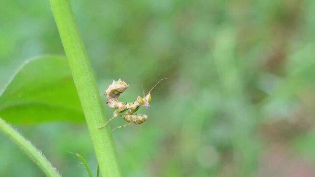 Isolated Flower Mantis (Hymenopus coronatus) nymph resting on a vibrant green plant stem within a lush natural garden environment 4k High Quality Footage