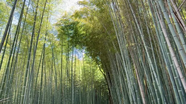 Arashiyama Bamboo Grove in Kyoto with towering bamboo stalks from a low perspective, sunlight filtering through, crowded with tourists in a popular spring scene.