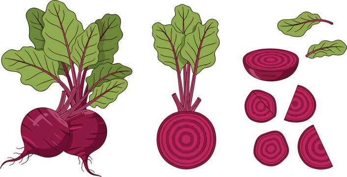 Cartoon Beetroot Illustration Set Featuring Whole, Sliced, and Cross-Sectioned Beets for Food, Healthy Eating, and Vegetable Design Projects