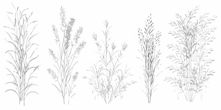 Grass and sedge line art five botanical variants on white background