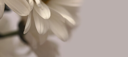 Naklejka premium Close-up selective soft focus cream white, beige Chamomile Flower petals. Natural art neutral background.