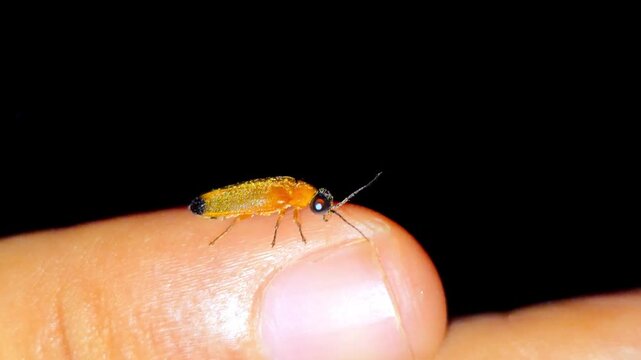 Firefly or Lightning bug (Lampyridae) light up at night 4K Footage insect resting on a human finger tip against a dark background during a summer evening with soft lighting.