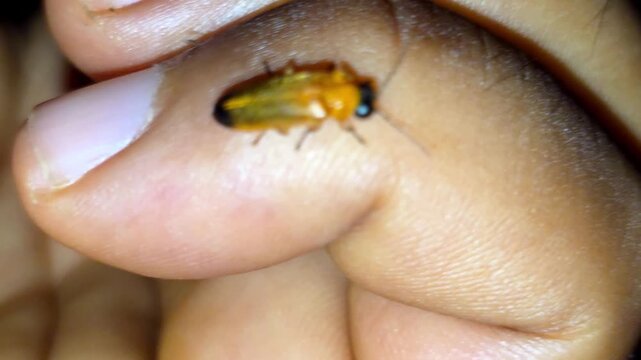 Firefly or Lightning bug (Lampyridae) light up at night 4K Footage insect resting on human fingers in a detailed macro close-up during a calm summer night with a dark natural background
