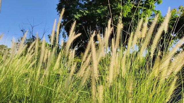 Fountain grass swaying in the breeze.