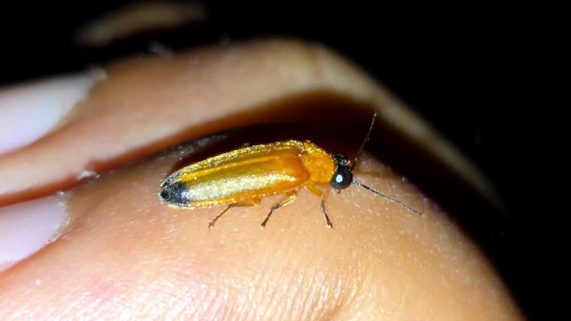 Firefly or Lightning bug (Lampyridae) light up at night 4K Footage insect resting on a person's hand with extreme macro focus in a dark outdoor environment during a summer night