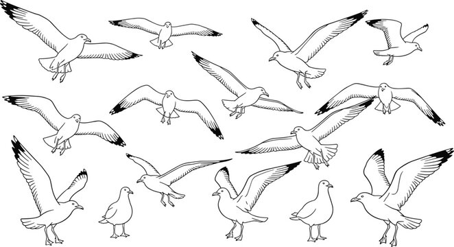 Vector illustration of seagulls in diverse flight and standing poses with wings extended in decorative design