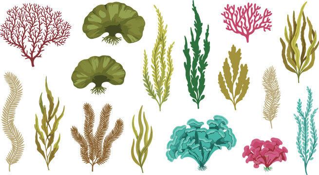Vector illustration of seaweeds and marine plants in diverse shapes, sizes and colors in decorative design