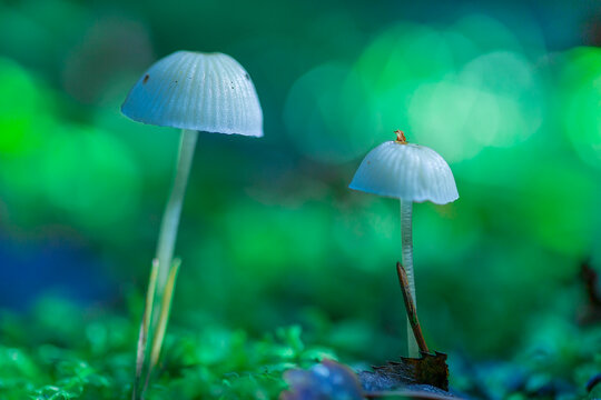 Psilocybin-containing mushrooms grow in the wild.