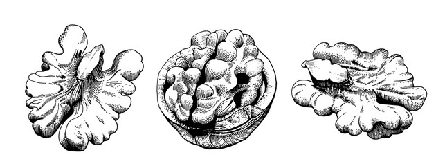 Fototapeta premium Walnut composition hand drawn vintage engraving style illustration, walnut kernels and shell isolated