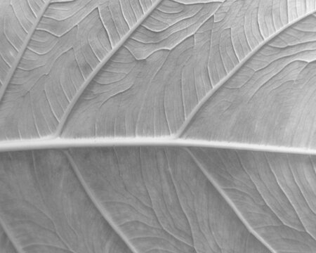 Detailed monochrome view of the rhythmic vein structure under a large leaf.