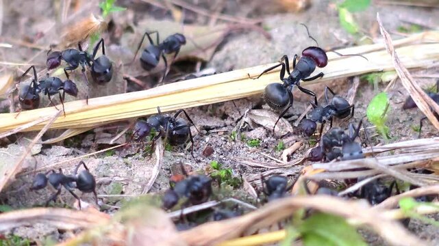 Carpenter ants (Camponotus spp.) 4k footage of a colony crawling on the forest floor among dry leaves and organic debris