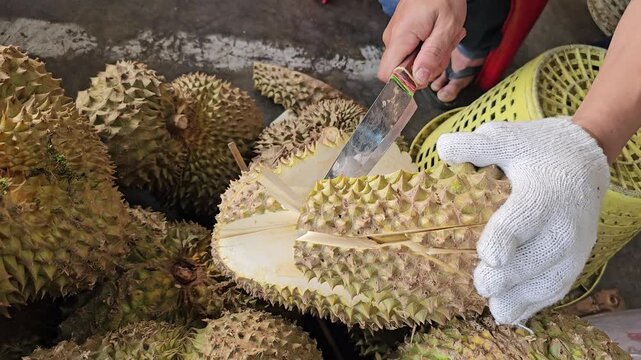 Hands cutting open durian fruit with knife at street market, protective glove holding spiky shell while splitting ripe tropical fruit, fresh durian preparation process in Asia close up