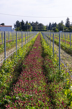Vineyards in the Valpolicella region in Italy