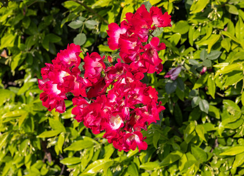 A climbing rose from the Rambler group. Ideal for pergolas, gazebos, and fences, its stems are virtually thornless.
