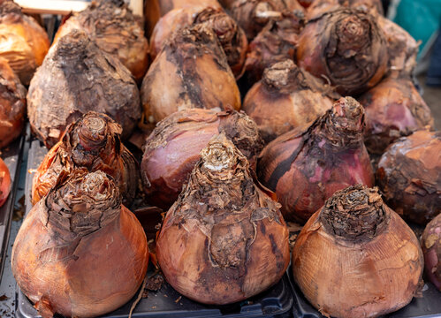 Flowers bulbs of amaryllis at a street stall