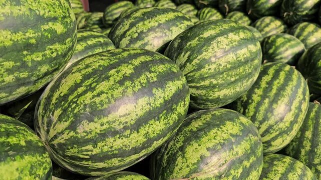 Pile of whole watermelons with green striped rind stacked together at market stall, fresh ripe fruits displayed in bulk, close view of natural texture and pattern of watermelon skin