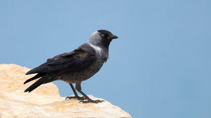 Fototapeta premium Western Jackdaw (Coloeus monedula) perched on a limestone cliff edge in Cyprus
