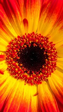 Warm-toned gerbera daisy close-up, vibrant petals radiating from a dark center in yellow and red hues