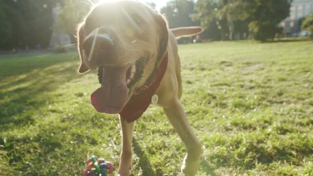 Energetic canine in outdoor scene, Cheerful canine bounding toward lens paired with playful gestures in park