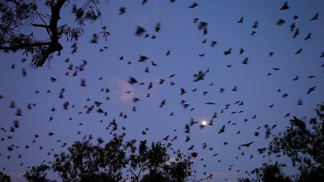 flying foxes or fruit bats in Australia evening departure of millions for feeding grounds 1421