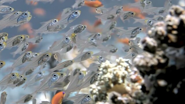 A spectacular gathering of translucent glassfish flows gracefully, forming a living cloud within the vibrant coral reef.