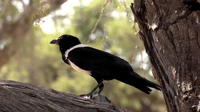 pied crow, Corvus albus, in tree 1 

