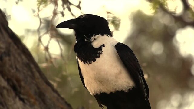 pied crow, Corvus albus, sitting on branch, portrait 2 
