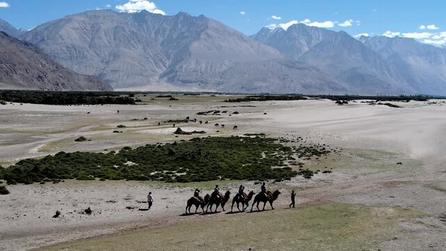 Camels Caravan Crossing Expansive Mountain Valleys and desert With Grazing Animals And Sparse Bushes