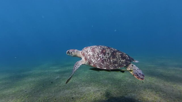 Green sea turtle swimming over sandy seabed with remora fish