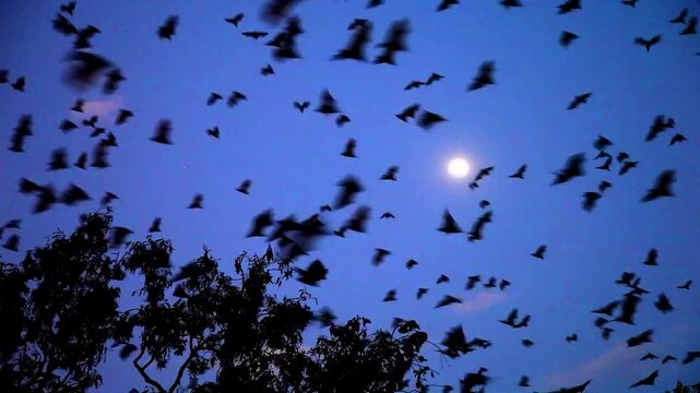 flying foxes or fruit bats in Australia evening departure of millions for feeding grounds 1423