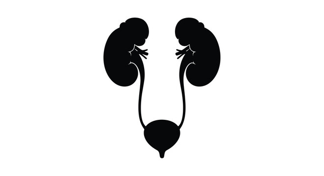 Human kidneys and bladder silhouette on white background