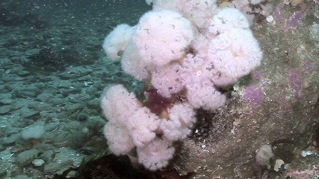 Captured during daylight, an aggregate of fluffy, cream-colored sea anemones cling to a rock in the Pacific Ocean, part of the vibrant underwater ecosystem of the Pacific Northwest.