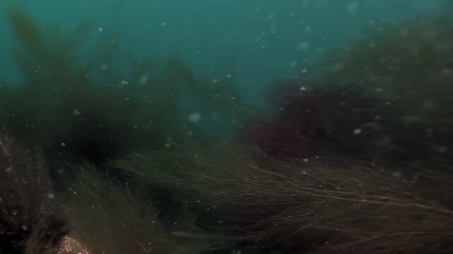 Experience the fascinating underwater world of the Barents Sea. Observe deep-sea kelp forests gently swaying amidst shimmering particles, creating an ethereal marine ecosystem.