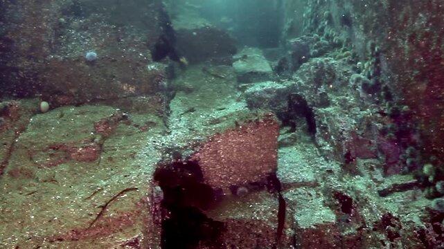 Witness a majestic Kamchatka Giant King Crab navigating its rugged home. This colossal crustacean quietly explores the rocky seabed of the cold, deep Barents Sea.