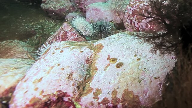Dive into the Barents Sea to discover delicate sea urchins nestled among ancient, algae-covered rocks.
