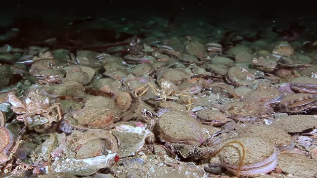 Crabs roam extensively across the ocean floor, navigating through vast, living beds of Flexopecten ponticus scallops. This vibrant marine ecosystem thrives in the cold, deep waters of the Barents Sea.