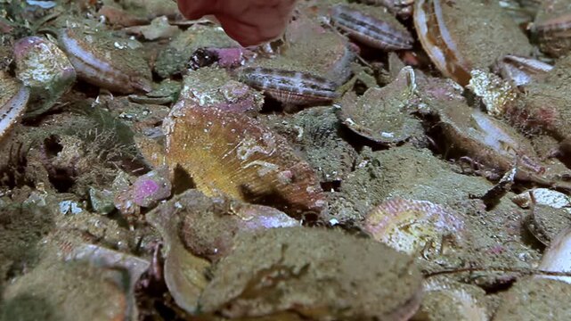 Discover bustling seabed of Barents Sea where Flexopecten ponticus scallops form living carpet. Watch active crabs gracefully navigate this unique mollusk landscape, showcasing deep-sea life.