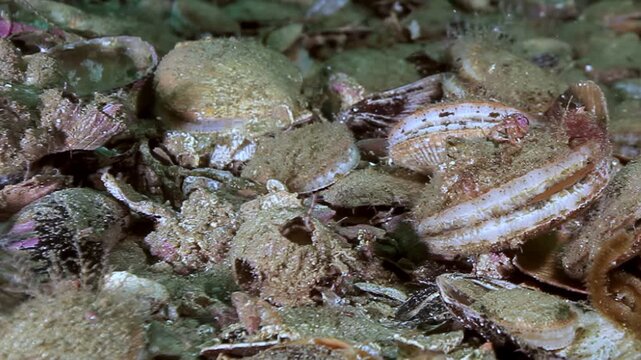 Discover the vibrant community of Flexopecten ponticus scallops and elusive crabs nestled on the Barents Sea floor. Witness their natural, hidden world.