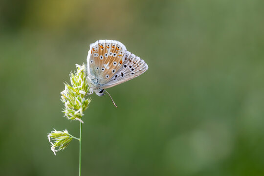 A color image of a male Adonis blue (Lysandra bellargus) butterfly resting on a dry frond of grass.