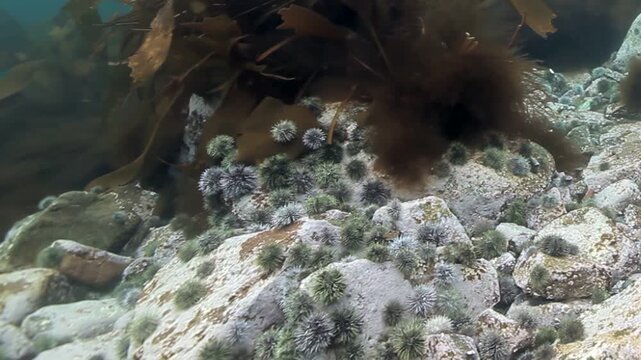 Gentle currents sway kelp blades amidst rocky terrain. Sea urchins cluster on stones in Monterey Bay. This glimpse reveals a tranquil, undisturbed undersea habitat.