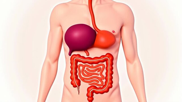 Digestive system cutaway - internal organs visible. Stomach and intestines highlighted in red. Simplified 2D medical illustration style. Gastroenterology, digestive tract anatomy. Concept of