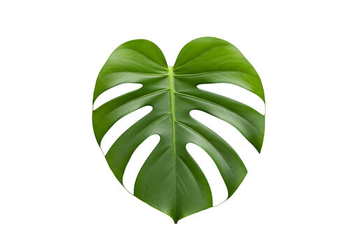 Monstera leaf isolated on transparent background with holes and green color