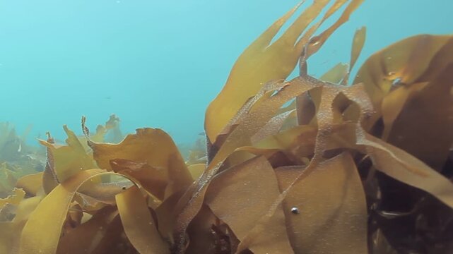 Sunlight filters through the water, illuminating swaying Giant Kelp. Small fish dart through the underwater forest near the California coast. A tranquil, serene aquatic ballet unfolds.