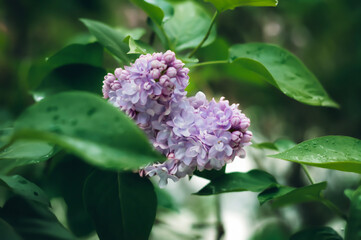 Fototapeta premium Close-up of blooming lilac flowers with green leaves