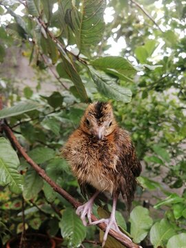 Cria de ave, pollo de guacharaca en arbol parado.