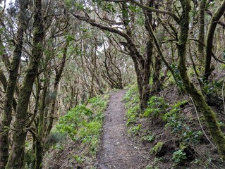 Obraz premium Scenic Hiking Trail in Garajonay National Park, La Gomera – Lush Forest Path in UNESCO Nature Reserve