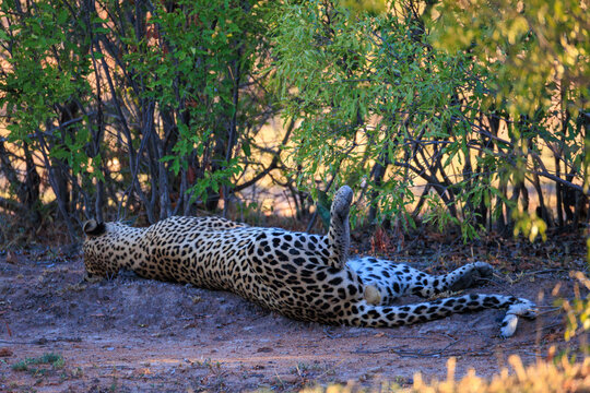 View of a leopard lying on its back in the dirt near green bushes in Kruger National Park, Skukuza, Mpumalanga, South Africa.