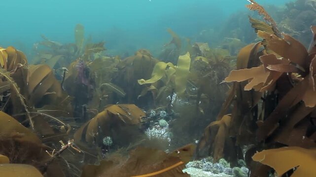 Sunlight filters through a lush kelp forest. Towering brown algae sway gently in the current. Bubbles rise from the sandy ocean floor creating a dreamy, ethereal aquatic ambiance.