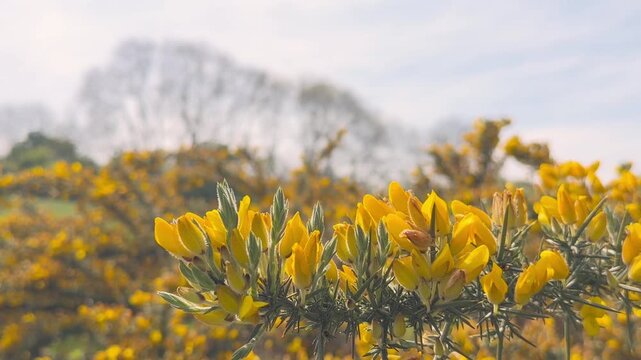 field of yellow flowers