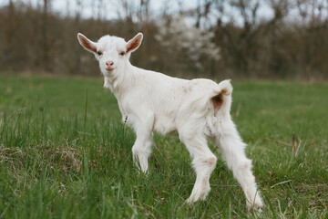 Obraz premium Goat kid animal in a grassy field, exploring the outdoors with a calm, curious vibe. Rural countryside scene, outdoor lifestyle, pasture grazing, and peaceful farm life captured in natural light.